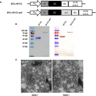 Self-Assembling Nanovaccine Enhances Protective Efficacy Against CSFV in Pigs